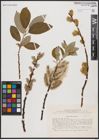 Foto von Salix caprea L.